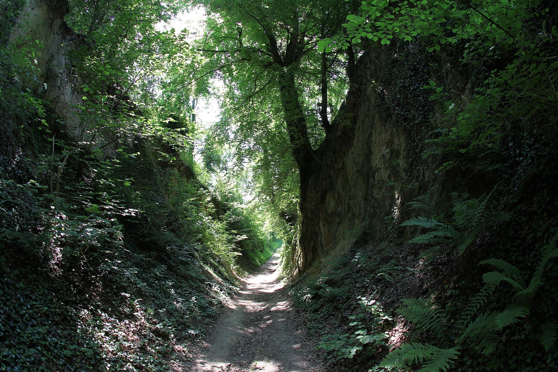 Die Galgenhohle bei Oberöwisheim: ein Weg zwischen hohen, bewachsenen Lösswänden unter einem dichten Blätterdach