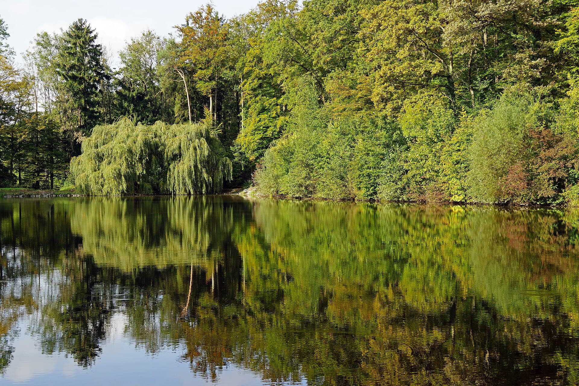 Der Jägersee im Eppinger Stadtwald an einem Herbsttag: Eine Trauerweide und Laubbäume am Ufer spiegeln sich im ruhigen Wasser.