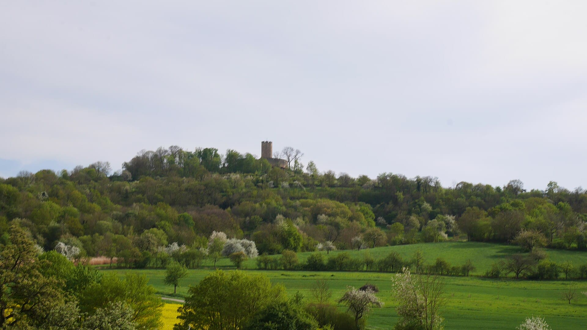 Die Burg Steinsberg auf dem bewaldeten Steinsberg bei Sinsheim-Weiler, davor Felder und blühende Obstbäume im Frühjahr