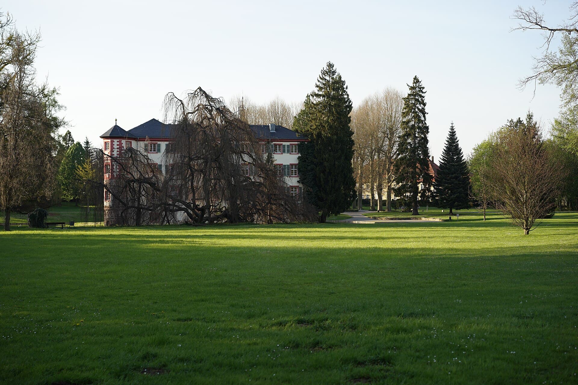 Die große Wiese im Schlosspark Eichtersheim an einem Frühlingsabend, im Hintergrund das Wasserschloss mit einer alten Hängebuche davor und hohen Nadelbäumen.