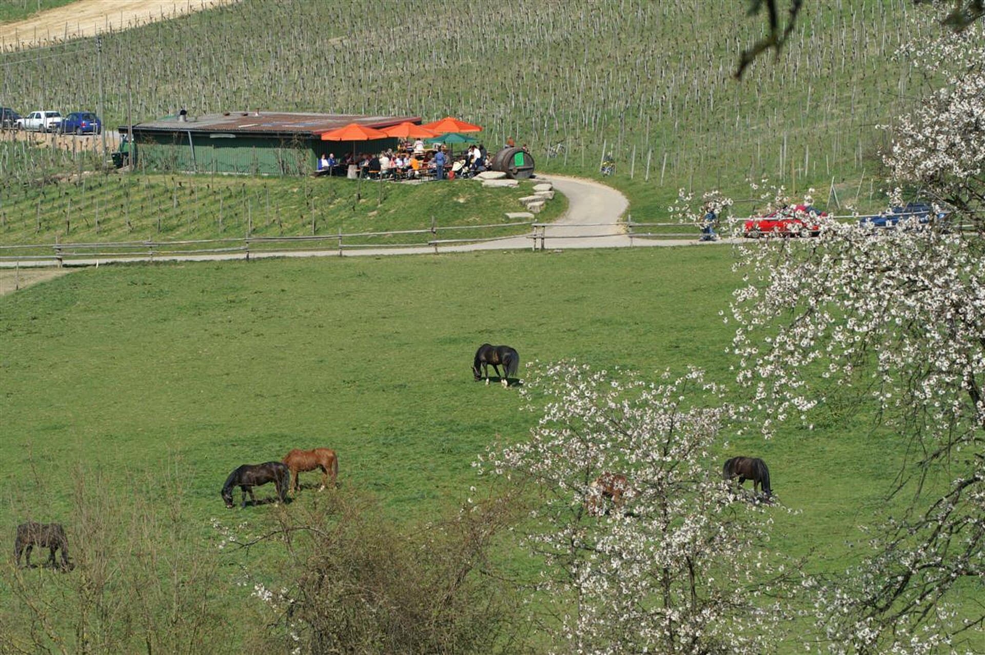 Gäste unter Sonnenschirmen vor einer Weinberghütte mit Besenwirtschaft zwischen Rebzeilen bei Keltern, davor eine Pferdekoppel mit blühenden Obstbäumen