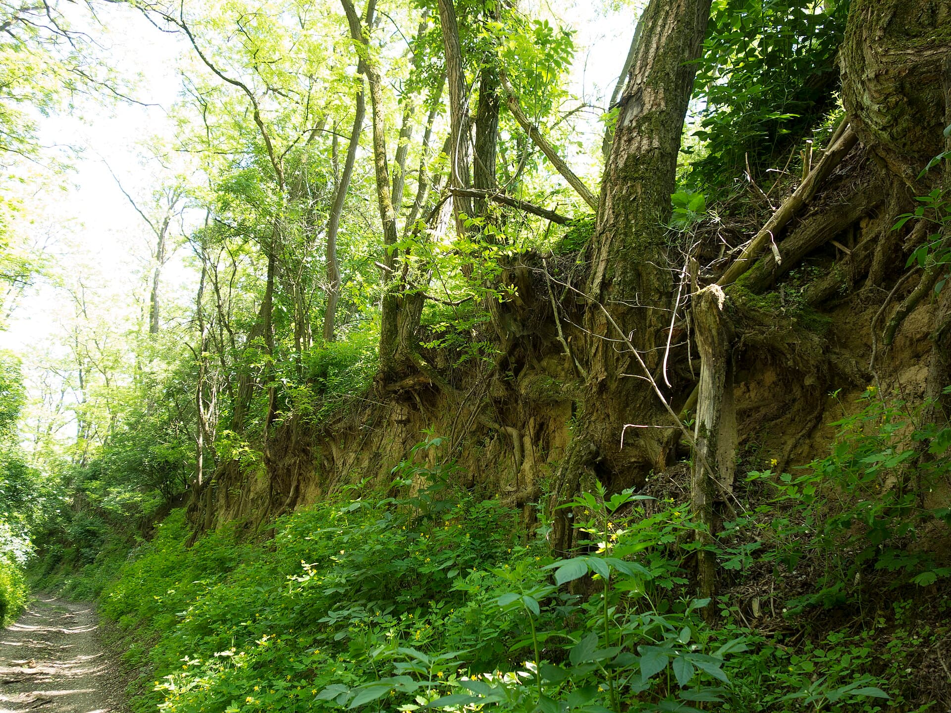 In der Kreuzhohle zwischen Bruchsal und Unteröwisheim führt ein Naturweg an einer hohen, von Bäumen und Kräutern bewachsenen Lösswand entlang, aus der Wurzeln ragen