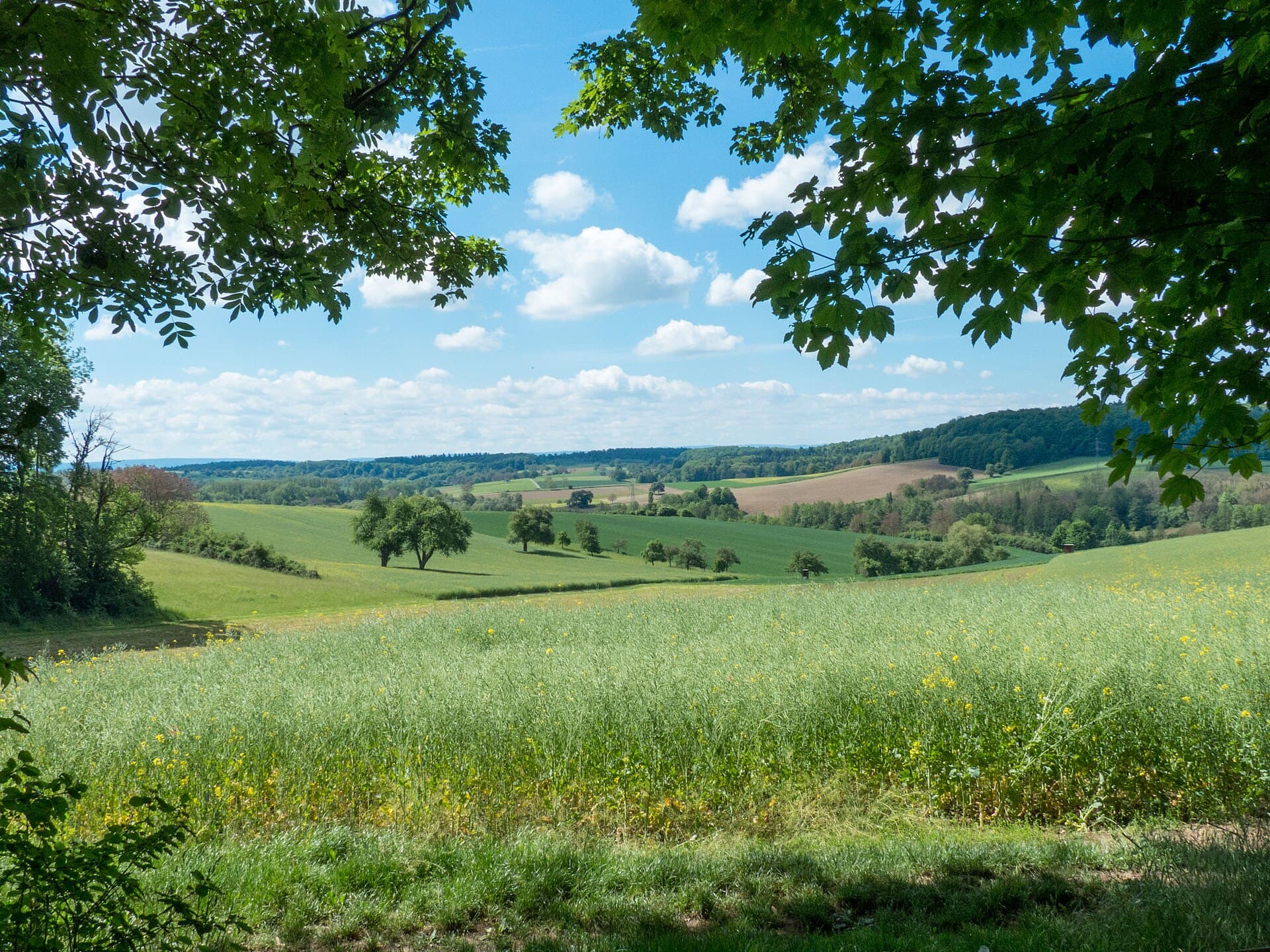 Blick unter Laubbäumen hindurch über ein Feld, Wiesen mit einzelnen Obstbäumen und bewaldete Hügel bei Walzbachtal-Jöhlingen im Mai